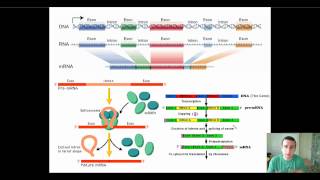 Eukaryotic PostTranscriptional RNA Processing [upl. by Clothilde]