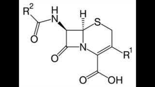 Cephalosporin [upl. by Adamo]