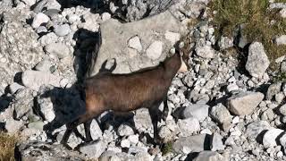 Capra Neagră  Munții Carpați  Carpathian Chamois [upl. by Hale]