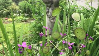 Money Plant Lunaria liennis [upl. by Langbehn]