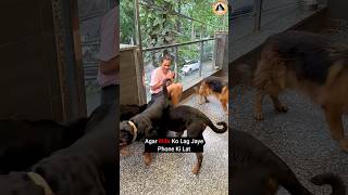 Rottweiler Dogs Ne Chudwa Di Biwi Ki Phone Ki Bimaari shorts Rottweiler dogs youtubeshorts [upl. by Jagir]