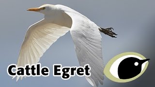 BTO Bird ID  Cattle Egret [upl. by Illom301]