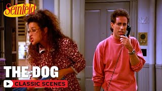 Jerry Has To Look After A Strangers Pet  The Dog  Seinfeld [upl. by Sedgewick]