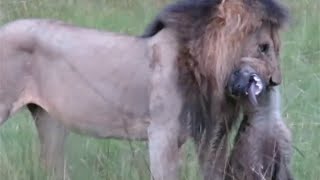 Male lion with a hyena in his mouth [upl. by Kcerb]