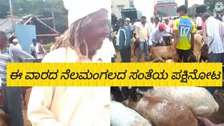 nelamangapa sheep and goats market part 2 AGRIANIMALS [upl. by Riatsala]