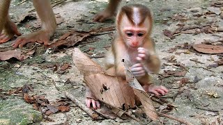 A beautiful baby monkey and a wonderful mother [upl. by Lubbock]