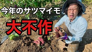 【絶句…】サツマイモが次々と腐る原因と対策。【園芸超人カーメン君】 [upl. by Edgard77]