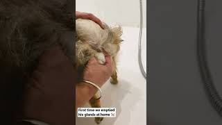 How to Empty your dog’s glands at home [upl. by Fax]