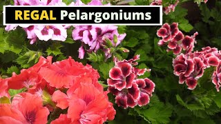 Regal Pelargoniums [upl. by Selle615]