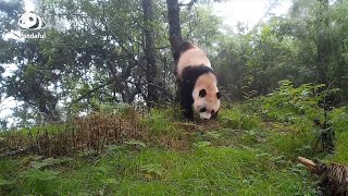 Can pandas in zoos survive in the wild  Pandaful QampA [upl. by Atneuqal]