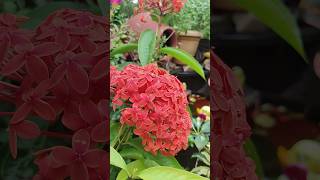 Beauty of Ixora flower🥰 gardening flowers ytshorts [upl. by Kling]