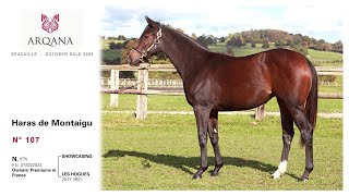 Arqana October Yearling Sale 2024  N° 107 F  Showcasing présentée par le Haras De Montaigu [upl. by Gorton303]