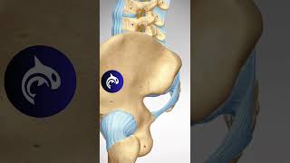 See how a Sacroiliac Joint Fusion restores function and relieves pain in 3D animation [upl. by Ynez]