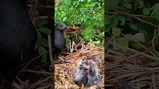 Greater coucal Birds look outside the nest as a risk [upl. by Llenwahs]