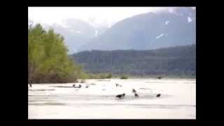 Alaska  Eagles on the Chilkat River  a CaravanGypsy Video [upl. by Nehr]