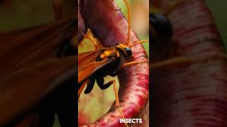 Estas plantas son carnívoras 😧🦟🐞 plantas curiosidades naturaleza video shorts video ￼ [upl. by Ecyor]