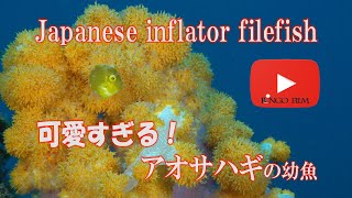 可愛すぎる アオサハギの幼魚 Japanese inflator filefish [upl. by Julide]