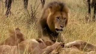 Dad lion letting the kids eat first SUBSCRIBE [upl. by Anirtek]