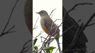 ♥️ Rufous bellied thrush ♥️ [upl. by Peter]