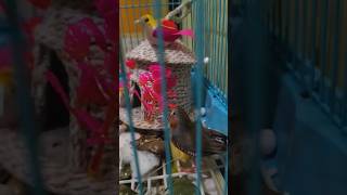 Mashallah beautiful bird 🥰❤️💗shorts youtubeshorts viral islamicvideo [upl. by Andromache]