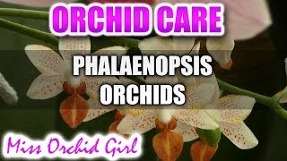 How to care for Phalaenopsis Orchids  Watering fertilizing reblooming [upl. by Helyn]