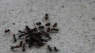 TIMELAPSE Ants eating a fly [upl. by Andrew]