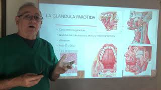 Glándula Parotida Anatomía general de las glándulas salivales Síndrome de Sjogren y Parotiditis [upl. by Inttirb]