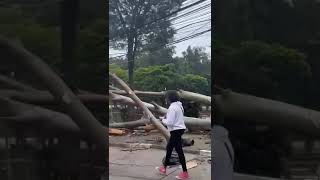 Vendaval provoca queda de árvore na Praça da Moça em Diadema [upl. by Lacie31]