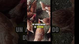 ¿CUANTOS KILOS DE ALIMENTO DIARIO VAN A CONSUMIR 100 GALLINAS PONEDORASgallinasponedoras [upl. by Carney526]