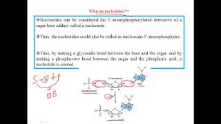 Nucleotides [upl. by Akenom121]