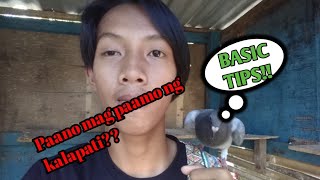 Paano magpaamo ng kalapati basic tips [upl. by Akena]