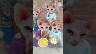 Lalla 🍚🍚🥛😂😂Lalla 💞💞🙏👍😂🍚🥛🍚🍚 Lori 🍚🍚😂😂funny cat virlshorts [upl. by Quintana]