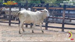 Lote Nro 313 [upl. by Yasu207]