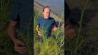 Fennel foeniculum vulgare herbs foraging ediblegarden estuary adventure gardening outdoors [upl. by Rachael]