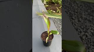 Ensete ventricosum plug plant tropical plants garden gardening ytshorts [upl. by Deborath]