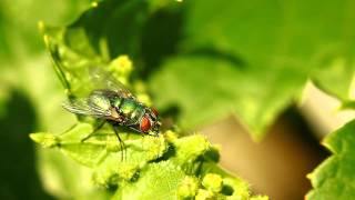 Fly Macro  Canon 5DmkII 100mm f28 macro and Kenko Extension Tubes [upl. by Haizek91]