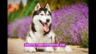 Alaskan Powerhouse The Malamute Dog of Strength and Endurance [upl. by Eiduj]