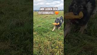 Die Hunde lieben ihn  und ich sowieso 😀 hunde [upl. by Dowell]