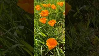 California poppy Eschscholzia californica Papaveraceae CA’s state flower on the hills of UCSC [upl. by Laks383]