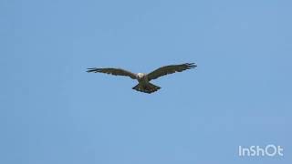 Orao zmijar mladi  Shorttoed eagle juvenile  Circaetus gallicus [upl. by Roselle]