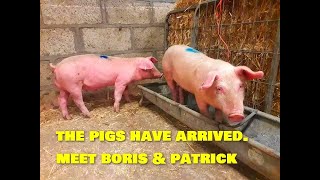 THE PIGS HAVE ARRIVED MEET BORIS amp PATRICK [upl. by Arze]