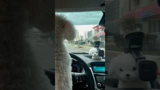 BUDDY the DOG is DRIVING Cruising Atlantic Avenue [upl. by Eseuqram]