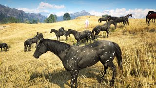 RDR 2  BLACK APPALOOSA HORSE  BEST HORSE TAMER  JOHN MARSTON [upl. by Nepean446]