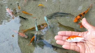 Find Colorful Ornamental fish Goldfish betta fish Catfish lobster koi fish animals Videos [upl. by Packston296]