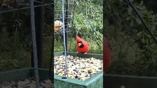 Cardinal Redbird in the Rain Wildlife Live TV Bird Feeder Cam LIVE BIRDWATCHING Birding Red Birds [upl. by Dnomsad]