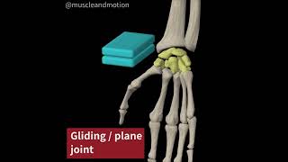 3 TYPES OF SYNOVIAL JOINTS PLANE JOINT [upl. by Ahsemaj754]