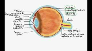 Anatomie de loeil [upl. by Cori]