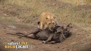 Migration madness  Lions kill 4 Wildebeest [upl. by Yelnet511]