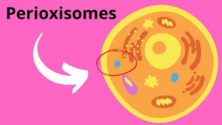 Peroxisomes Structure and Function [upl. by Romie629]