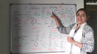 CHAPTER 1 TOPIC 2 SHIKIMIC ACID PATHWAY in Detail [upl. by Hoffarth788]